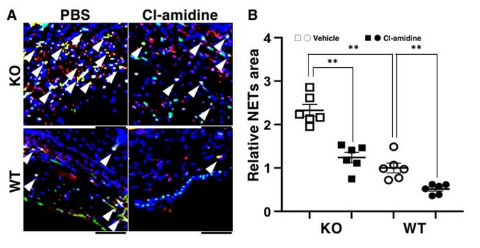 Effect of Cl-amidine treatment during the CHS response