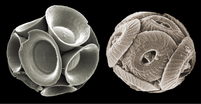 Modern (left) and Jurassic (right) coccolithophore exoskeletons (coccospheres).