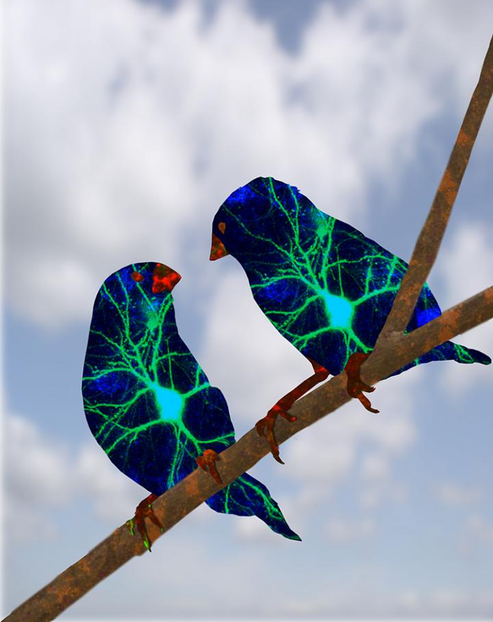 Social Learning in Finches