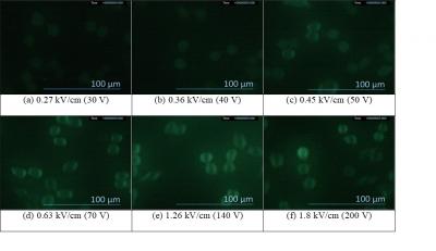 Fluorescent Images of the Uptake of Extracellular Calcium through the Cell Membrane