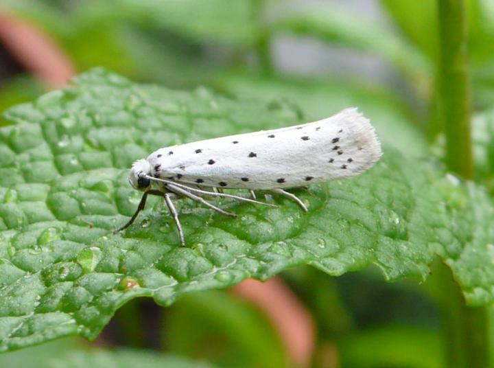 Small Ermine Moth