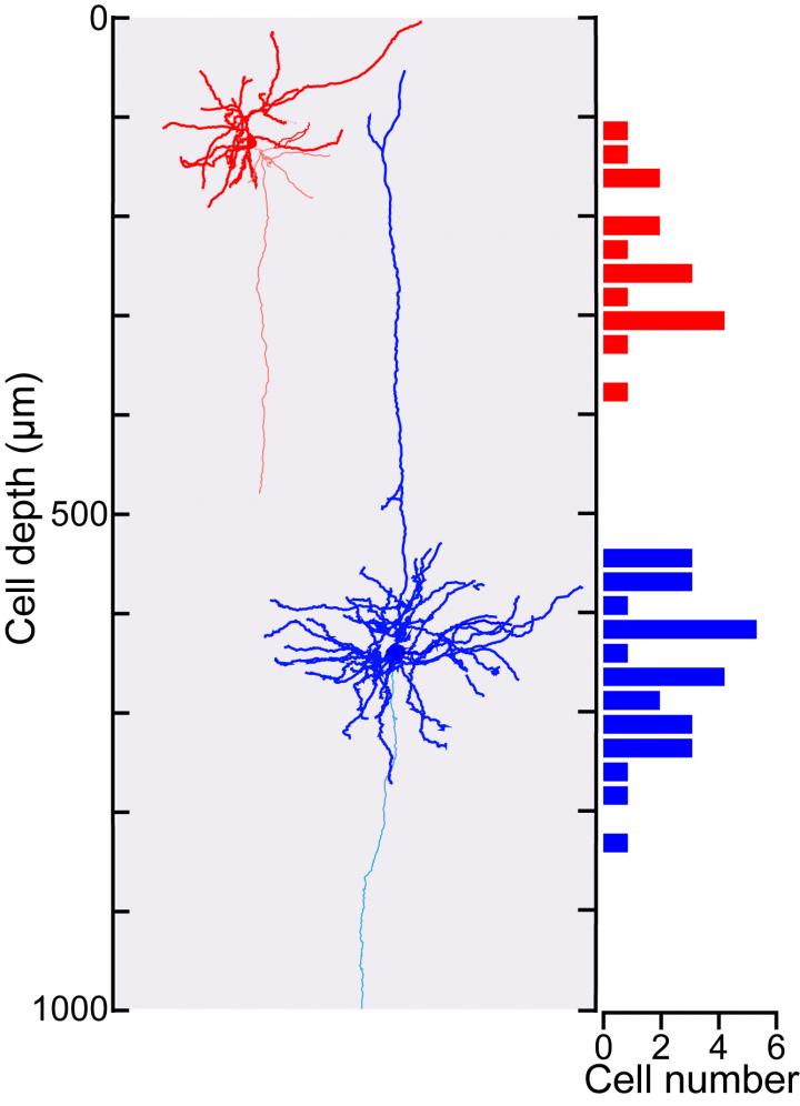 Reconstructions of Neurons