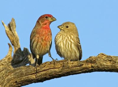 A Pair of House Finches