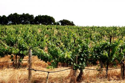 Global Warming's Impact on Premium Wines