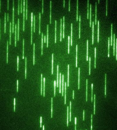 Long Strands of DNA Stretched for Analysis