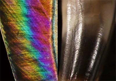 Fig. 1: Growth Lines Inside a Neanderthal Tooth