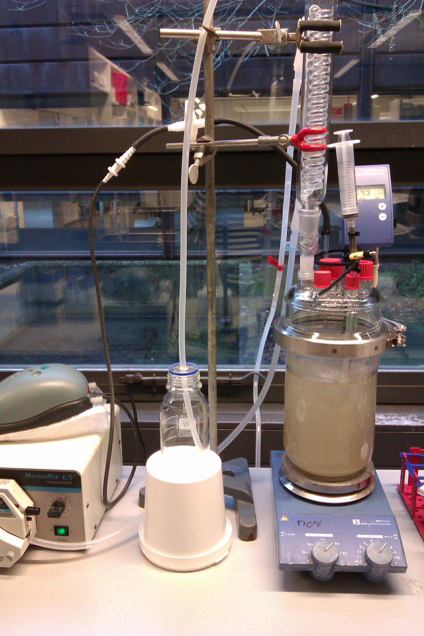 S. Islandicus In The Lab Of University of Southern Denmark