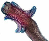 A Juvenile Tapeworm of the Sort That Infects Marine Animals