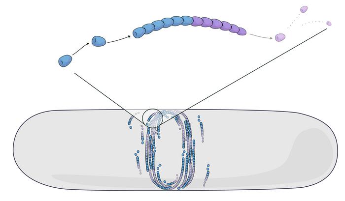 Simulating FtsZ filament self-organization by treadmilling.