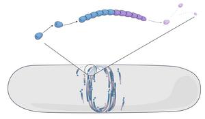 Simulating FtsZ filament self-organization by treadmilling.