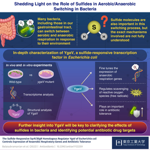 Shedding Light on the Role of Sulfides in Aerobic/Anaerobic Switching in Bacteria