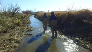 Searching Creek Bed for Phosphorus