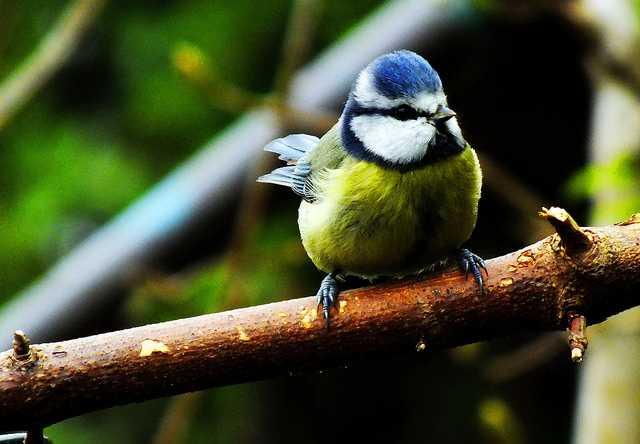 Blue Tit