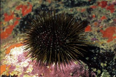 Sea Urchins Cannot Control Invasive Seaweeds