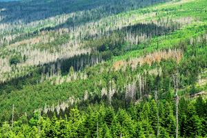 Tree mortality due to bark beetle infestation.