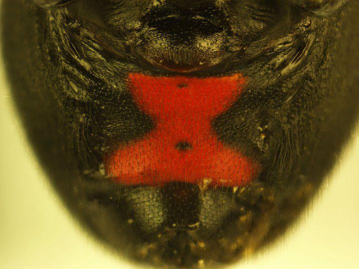 The Telltale Red Hourglass Mark of the Black Widow Spider