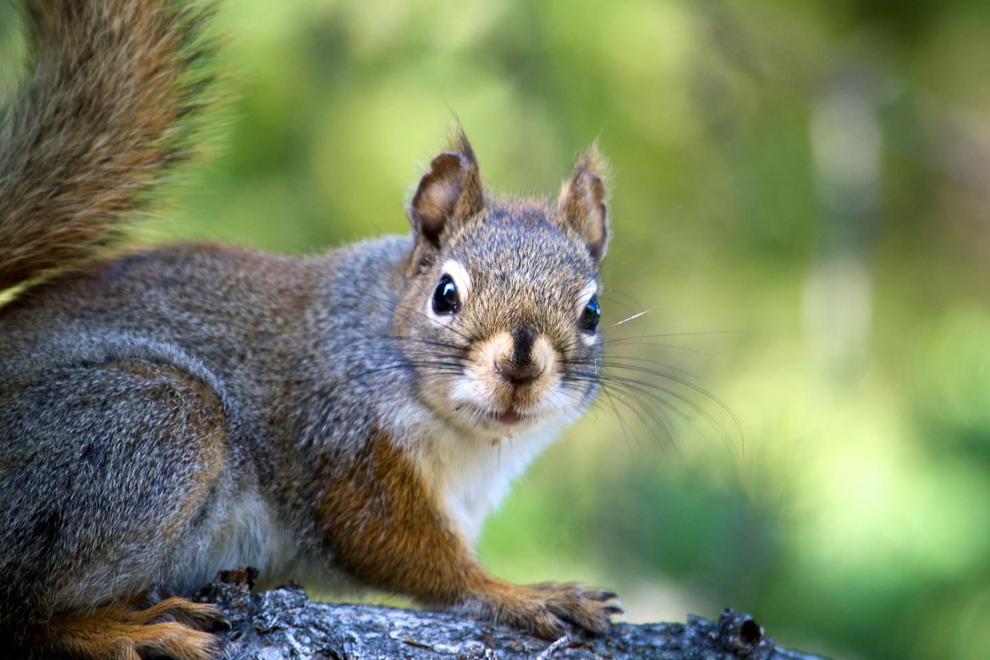 Red Squirrel in Algonquin Park