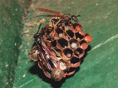 Bees and Wasps Keep Genes in the Family (3 of 3)