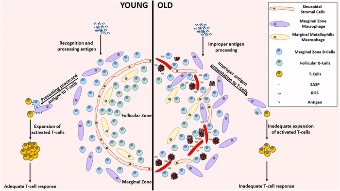 Remarkable differences between the young and aged splenic environment