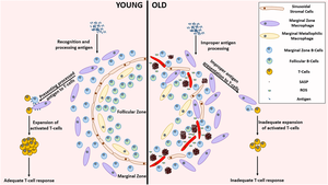 Remarkable differences between the young and aged splenic environment