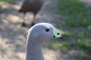 Greylag Goose