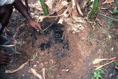 Banana Tree Planted in Biochar
