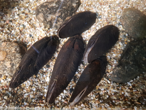 Freshwater pearl mussels at the bottom of the pool