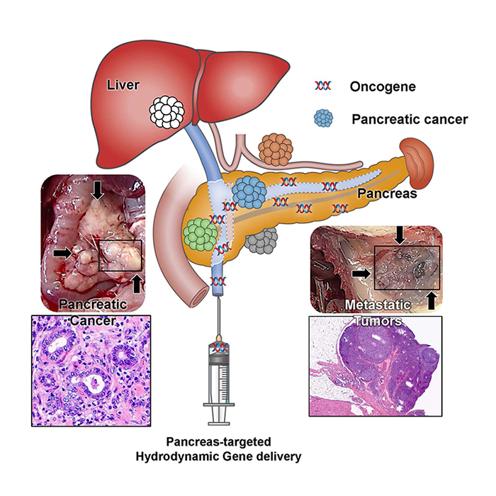 Establishment of a Pancreatic Cancer Animal Model Using the Pancreas-Targeted Hydrodynamic Gene Delivery Method