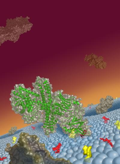 Botulinum Neurotoxin Binding