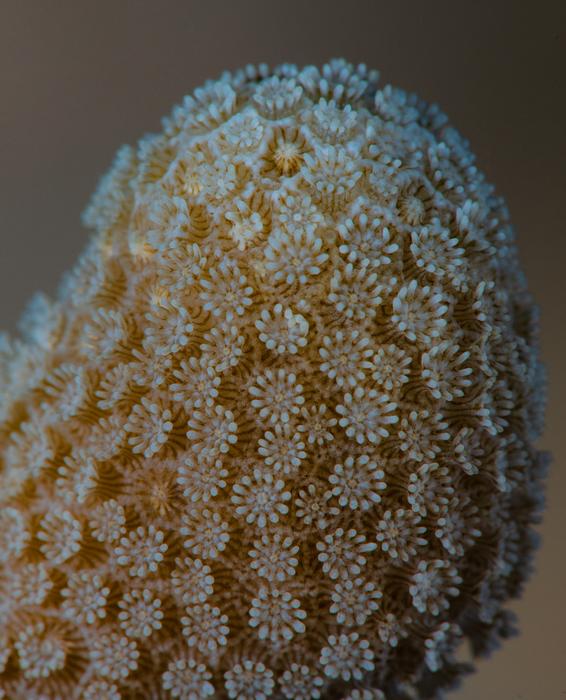 Coral polyps