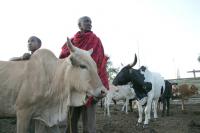 Maasai Elder with his Livestock