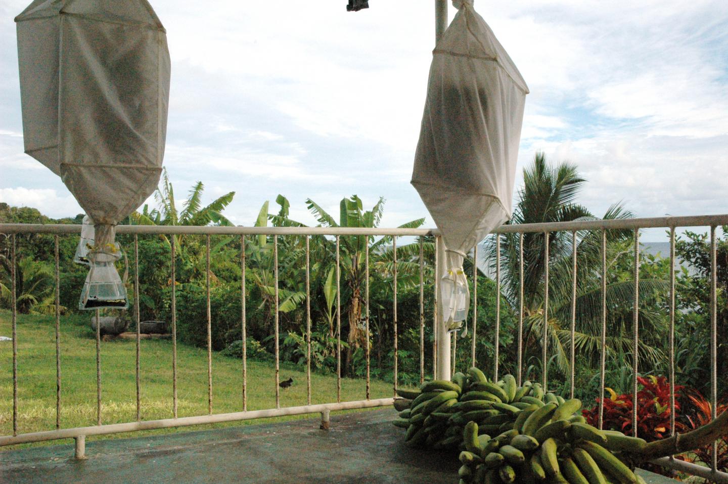 Collecting Ants in Fiji