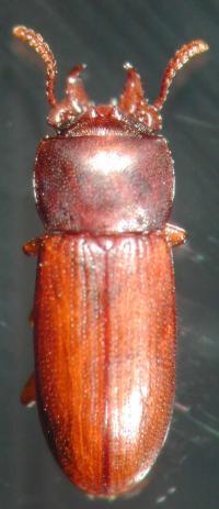 Male Broad-horned Flour Beetle