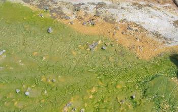 Microbes Forming a Mat at Octopus Geyser in Yellowstone