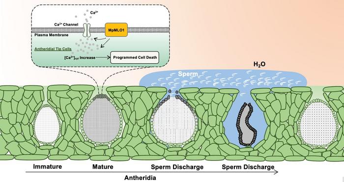 MpMLO1 localized on the plasma membrane of tip cells induces cytoplasmic Ca2+ increase