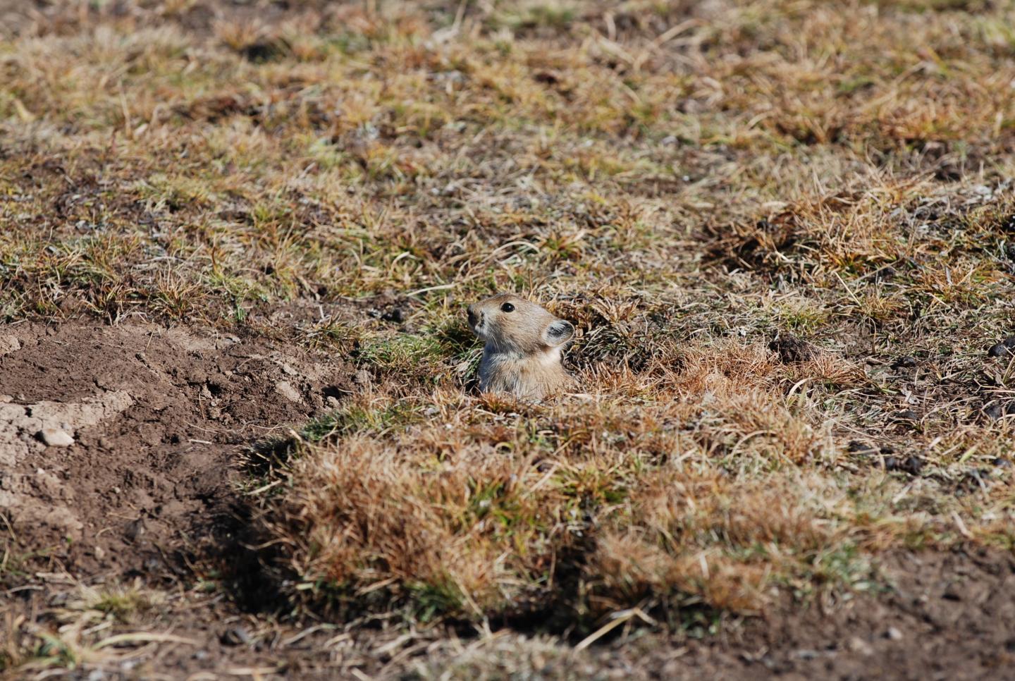 Plateau Pika Ochotona Curzoni Image Eurekalert Science News Releases