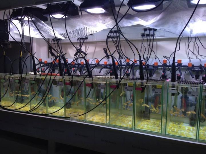 <i>Turbinaria reniformis</i>