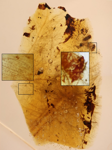 Moult remains of feather-feeding beetle larvae among feather portions in Spanish amber