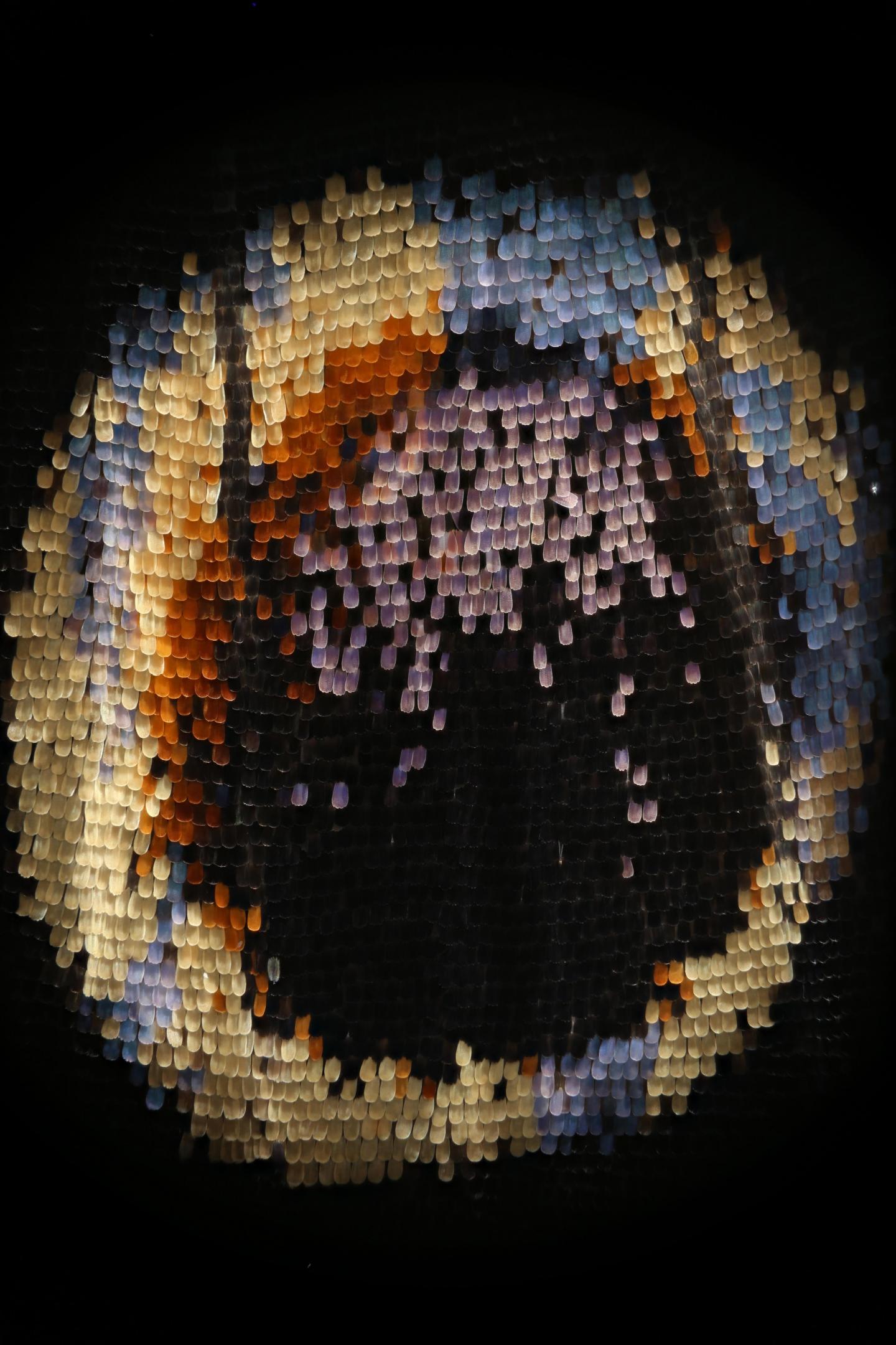 <i>Junonia coenia</i> Wing Scales (1 of 3)