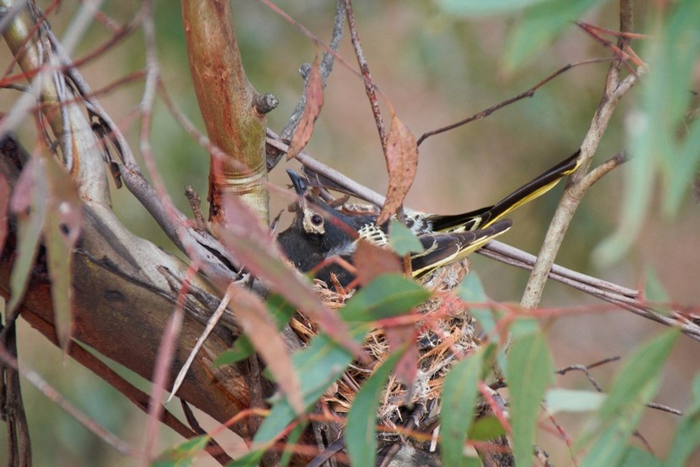 Nesting honeyeater