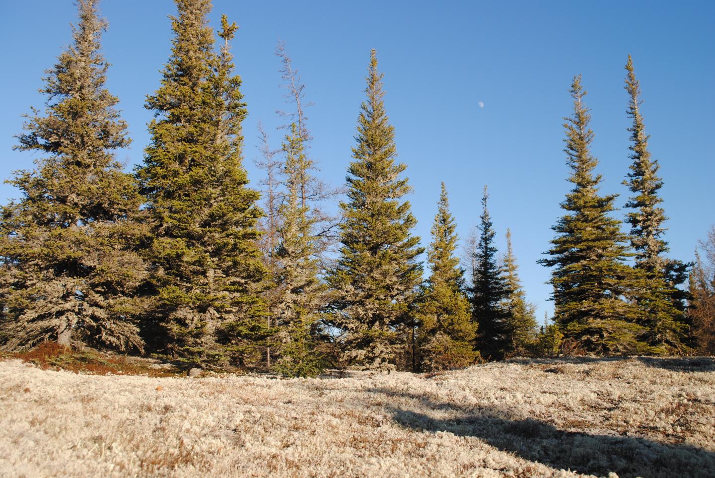 Reindeer lichen in forest