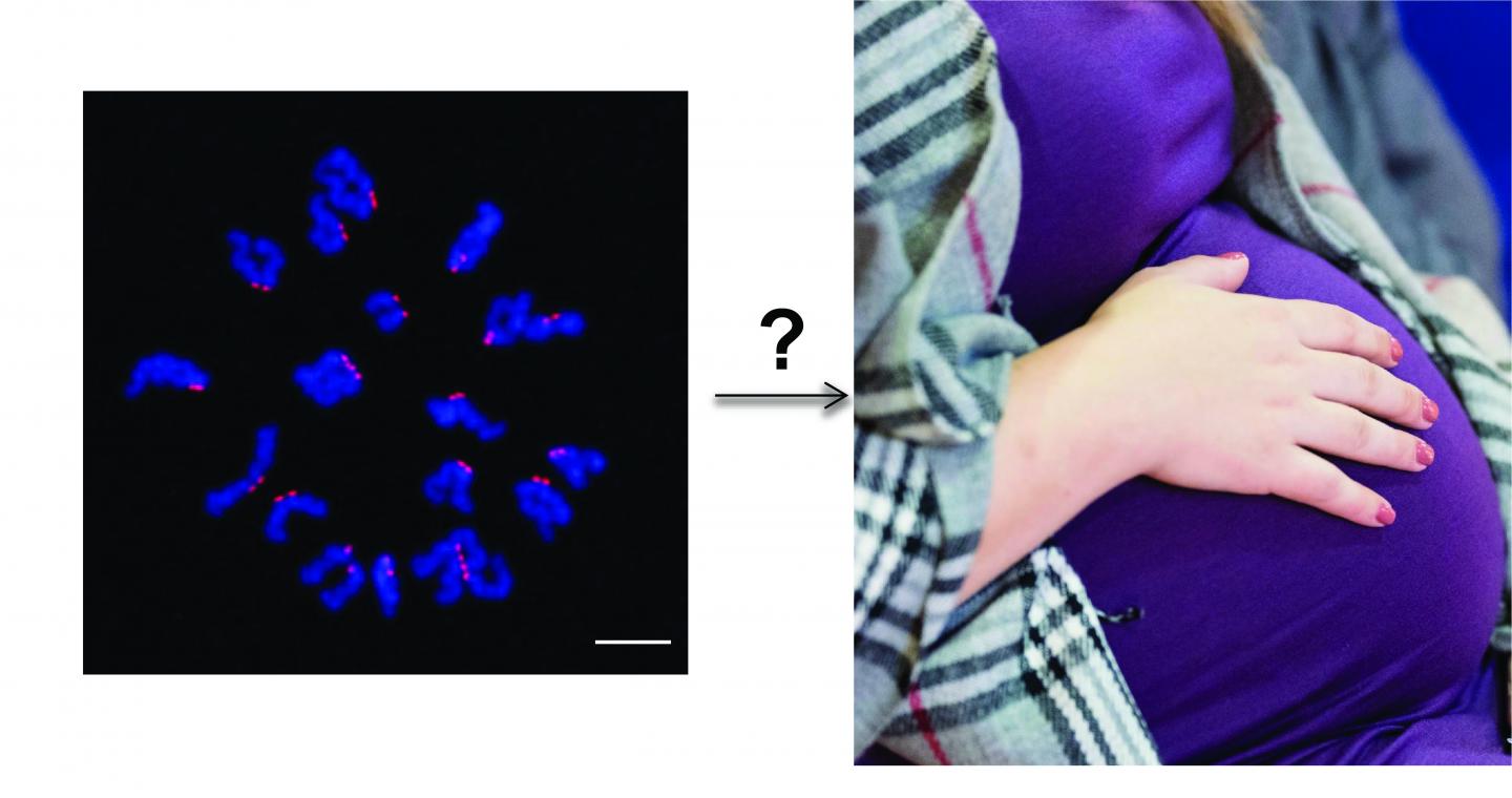 Chromosomes and Pregnancy