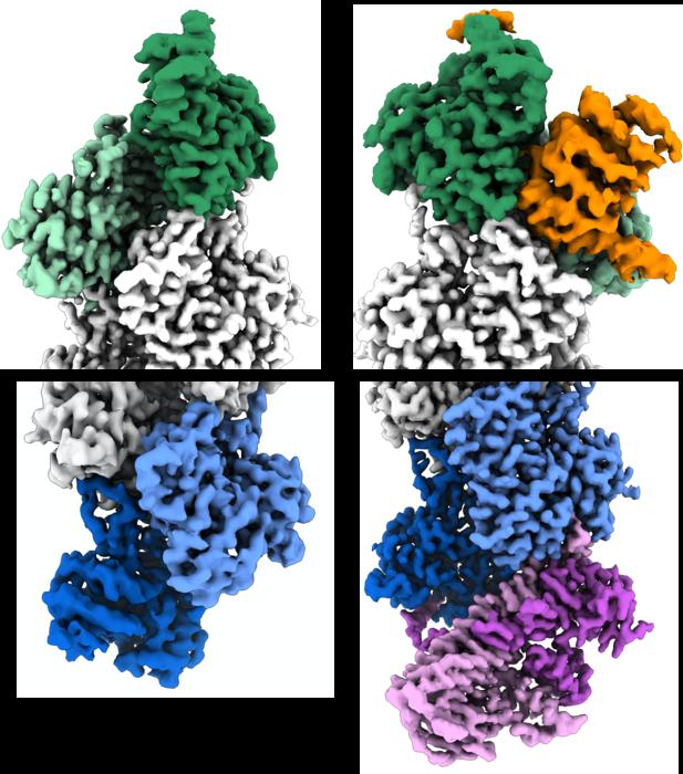 Free and capped actin filaments