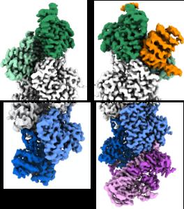 Free and capped actin filaments