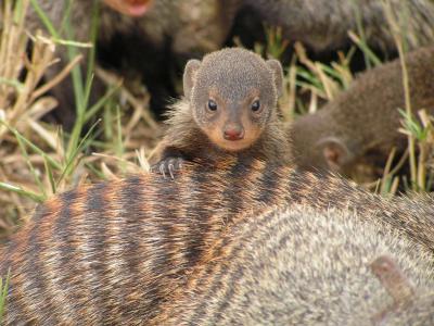 Mongoose (1 of 2)