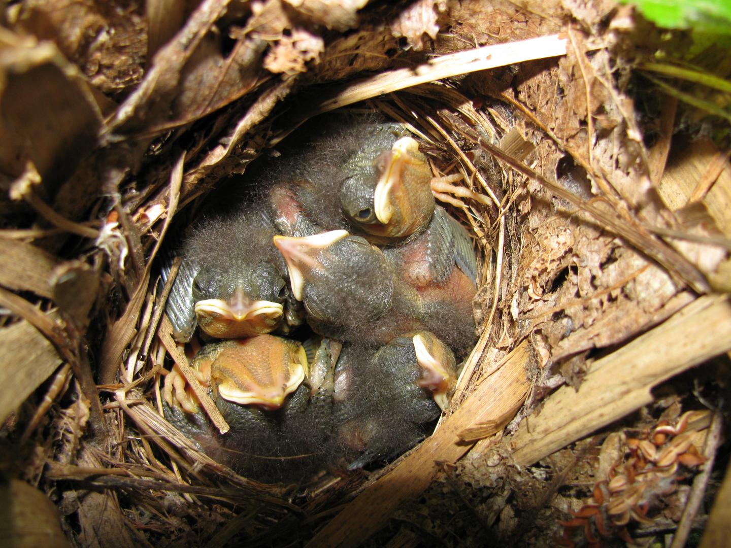 Nightingale Chicks 5 Days Old