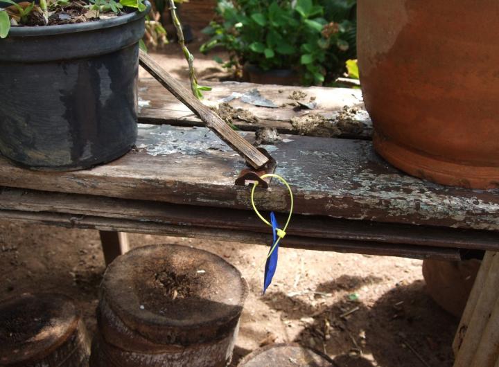 A Slow-Release Pheromone Dispenser in Situ