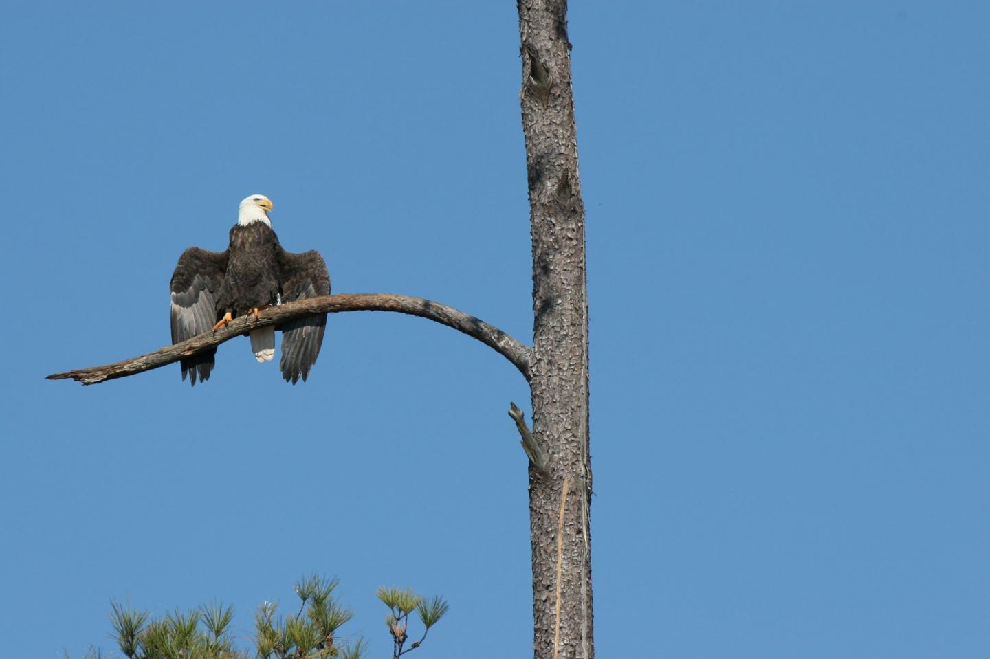 Bald Eagle