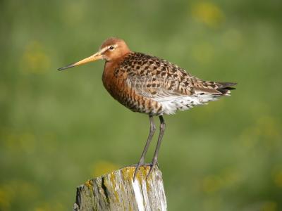 A Rare Icelandic Black-Tailed Godwit