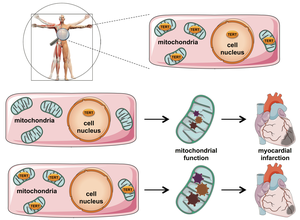 "Immortality protein" fires up the cell's power plants